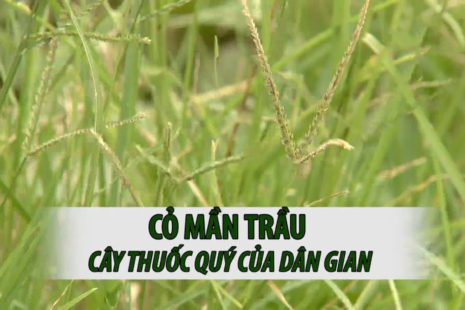 Cỏ mần trầu – Cây thuốc quý với nhiều tác dụng trị bệnh