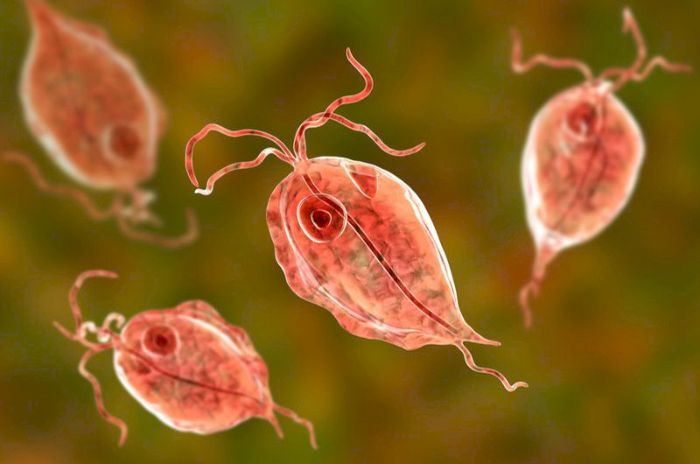 Nhiễm ký sinh trùng là bệnh  thường gặp ở những nước có khí hậu nhiệt đới và cận nhiệt đới do giun, sán lá,ve, rận,  bọ chét, chấy, … sống trên người